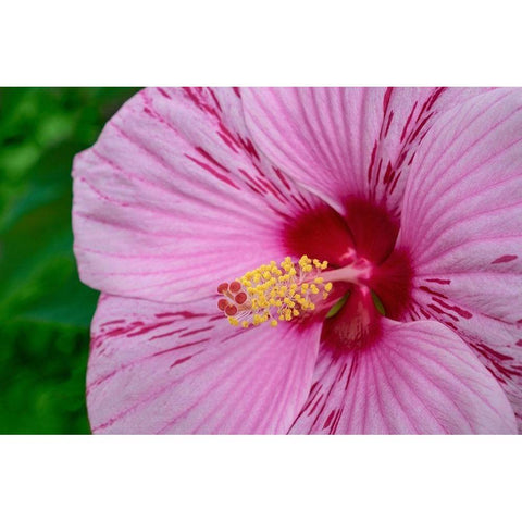 Swamp Rose Mallow White Modern Wood Framed Art Print by Engelbrecht, Lisa S.