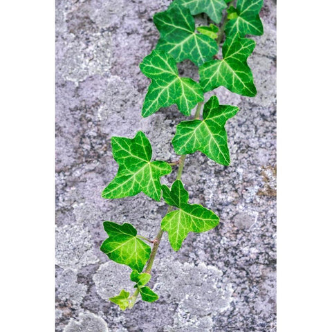 Ivy growing on granite White Modern Wood Framed Art Print by Engelbrecht, Lisa S.