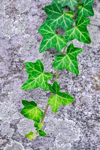 Ivy growing on granite White Modern Wood Framed Art Print with Double Matting by Engelbrecht, Lisa S.