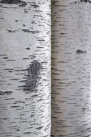 Closeup of birch bark White Modern Wood Framed Art Print with Double Matting by Engelbrecht, Lisa S.