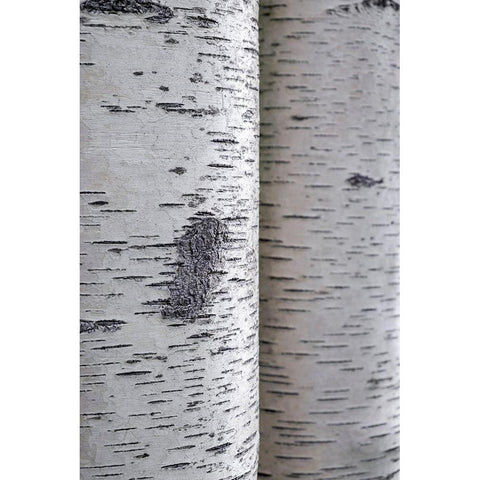 Closeup of birch bark Black Modern Wood Framed Art Print by Engelbrecht, Lisa S.