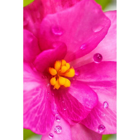 Pink Begonia Black Modern Wood Framed Art Print with Double Matting by Engelbrecht, Lisa S.