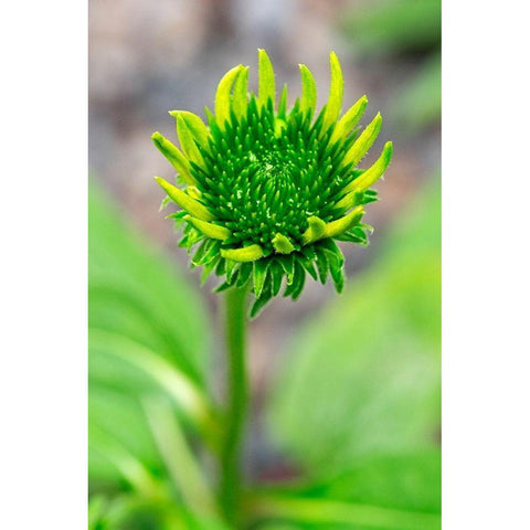 Coneflower starting to bloom Gold Ornate Wood Framed Art Print with Double Matting by Engelbrecht, Lisa S.