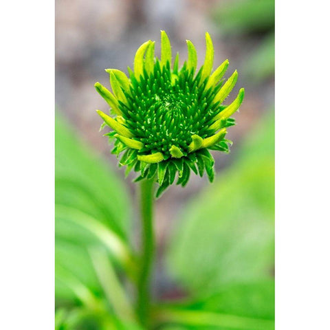 Coneflower starting to bloom Black Modern Wood Framed Art Print by Engelbrecht, Lisa S.