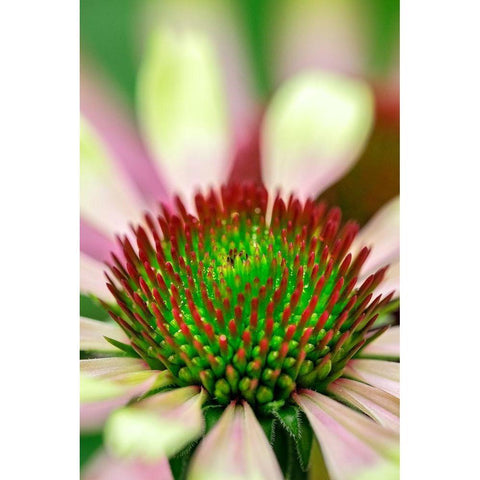 Coneflower Black Modern Wood Framed Art Print by Engelbrecht, Lisa S.