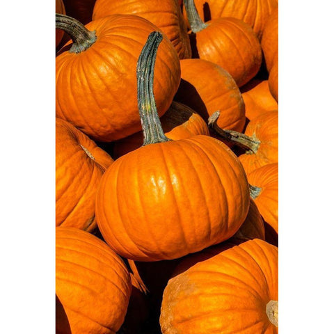 Pile of Pumpkins Black Modern Wood Framed Art Print by Engelbrecht, Lisa S.