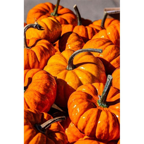 Orange gourds-Cucurbita Black Modern Wood Framed Art Print by Engelbrecht, Lisa S.