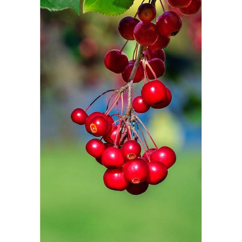 Cockspur Hawthorn-fruit Black Modern Wood Framed Art Print with Double Matting by Engelbrecht, Lisa S.