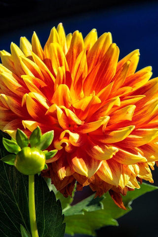 Dahlia White Modern Wood Framed Art Print with Double Matting by Engelbrecht, Lisa S.