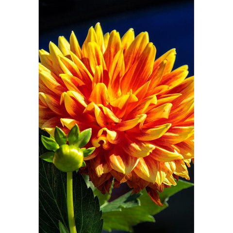 Dahlia White Modern Wood Framed Art Print by Engelbrecht, Lisa S.