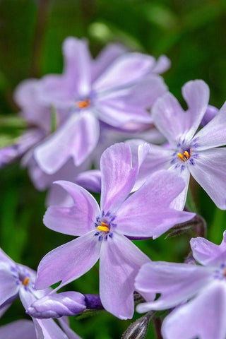 Creeping Phlox White Modern Wood Framed Art Print with Double Matting by Engelbrecht, Lisa S.