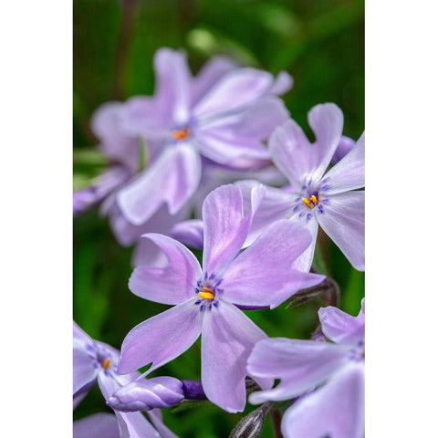 Creeping Phlox White Modern Wood Framed Art Print by Engelbrecht, Lisa S.