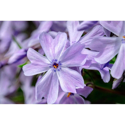 Creeping Phlox White Modern Wood Framed Art Print by Engelbrecht, Lisa S.