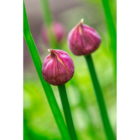 Chive Gold Ornate Wood Framed Art Print with Double Matting by Engelbrecht, Lisa S.