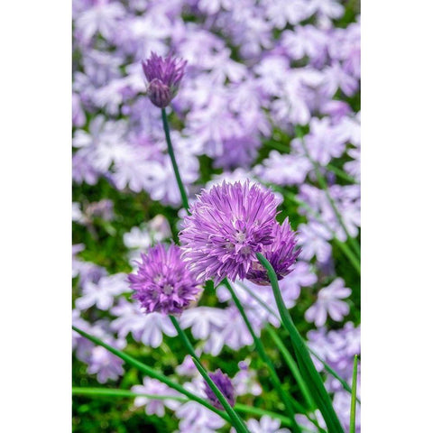Creeping Phlox and chives Black Modern Wood Framed Art Print with Double Matting by Engelbrecht, Lisa S.