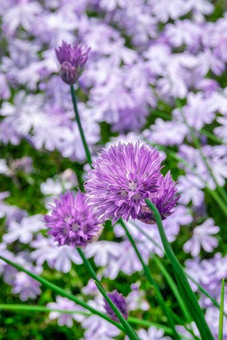 Creeping Phlox and chives White Modern Wood Framed Art Print with Double Matting by Engelbrecht, Lisa S.