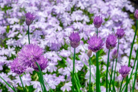 Creeping Phlox and chives White Modern Wood Framed Art Print with Double Matting by Engelbrecht, Lisa S.
