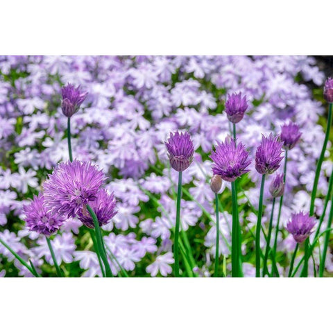 Creeping Phlox and chives Black Modern Wood Framed Art Print with Double Matting by Engelbrecht, Lisa S.