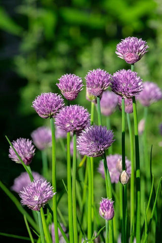 Chives Black Ornate Wood Framed Art Print with Double Matting by Engelbrecht, Lisa S.