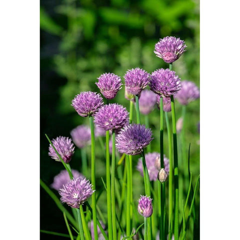Chives Black Modern Wood Framed Art Print with Double Matting by Engelbrecht, Lisa S.