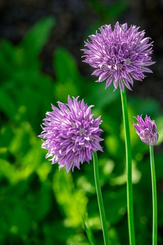 Chives White Modern Wood Framed Art Print with Double Matting by Engelbrecht, Lisa S.