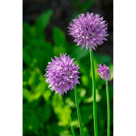 Chives White Modern Wood Framed Art Print by Engelbrecht, Lisa S.