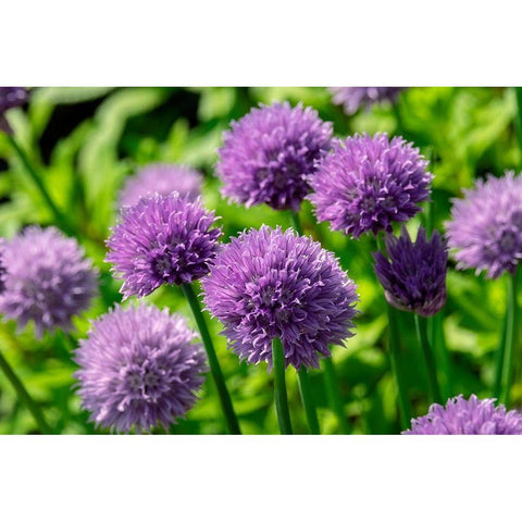 Chives Black Modern Wood Framed Art Print with Double Matting by Engelbrecht, Lisa S.