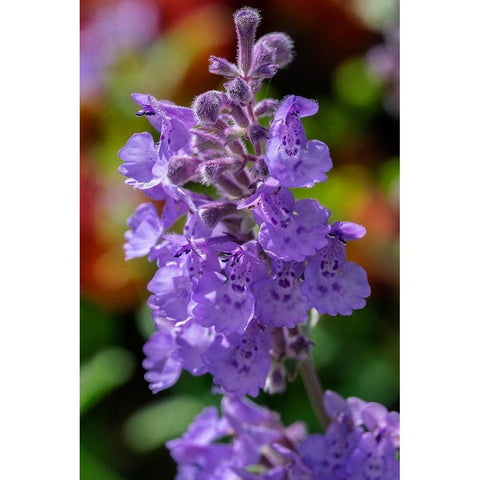 Catmint Gold Ornate Wood Framed Art Print with Double Matting by Engelbrecht, Lisa S.