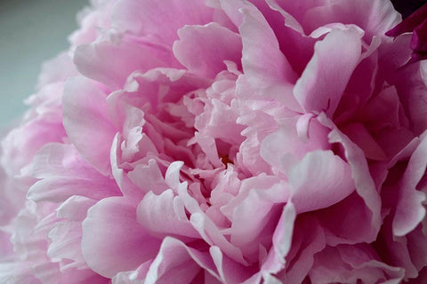 Pink Peony Black Ornate Wood Framed Art Print with Double Matting by Engelbrecht, Lisa S.