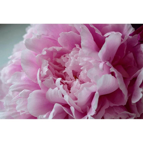Pink Peony Black Modern Wood Framed Art Print with Double Matting by Engelbrecht, Lisa S.