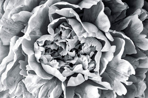 Black and White Peony White Modern Wood Framed Art Print with Double Matting by Engelbrecht, Lisa S.