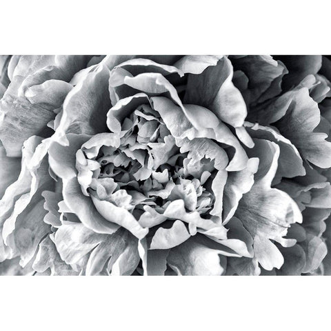 Black and White Peony Black Modern Wood Framed Art Print by Engelbrecht, Lisa S.