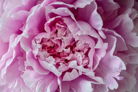 Pink Peony White Modern Wood Framed Art Print with Double Matting by Engelbrecht, Lisa S.