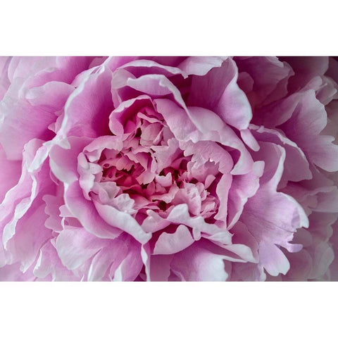 Pink Peony Black Modern Wood Framed Art Print by Engelbrecht, Lisa S.