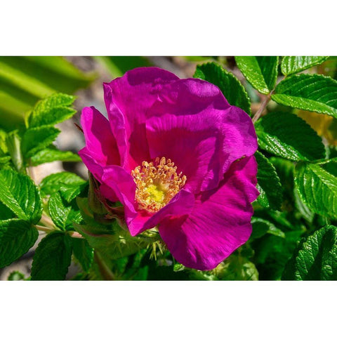 Beach rose Black Modern Wood Framed Art Print by Engelbrecht, Lisa S.