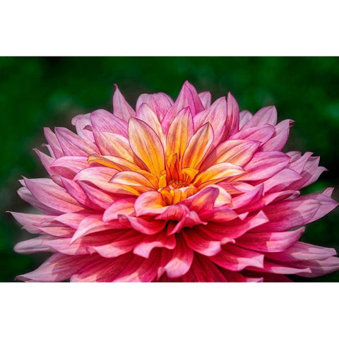 Pink and Yellow Dahlia Black Modern Wood Framed Art Print with Double Matting by Engelbrecht, Lisa S.