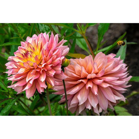 Dahlia Gold Ornate Wood Framed Art Print with Double Matting by Engelbrecht, Lisa S.