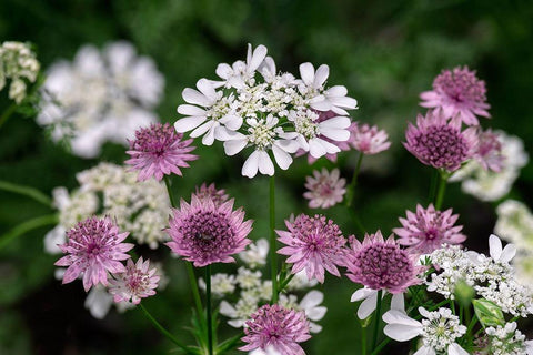 Greater Masterwort White Modern Wood Framed Art Print with Double Matting by Engelbrecht, Lisa S.