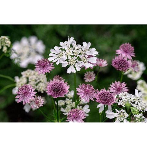 Greater Masterwort Gold Ornate Wood Framed Art Print with Double Matting by Engelbrecht, Lisa S.