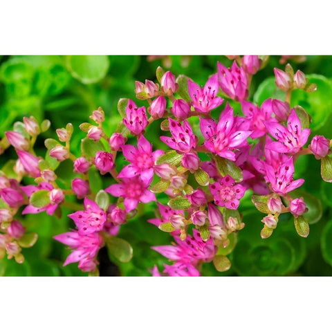 Pink Flowering Sedum White Modern Wood Framed Art Print by Engelbrecht, Lisa S.
