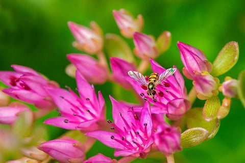 Hover Fly on Pink Flowering Sedum Black Ornate Wood Framed Art Print with Double Matting by Engelbrecht, Lisa S.