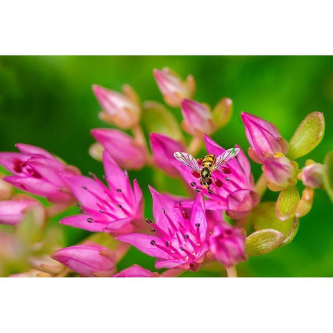 Hover Fly on Pink Flowering Sedum Black Modern Wood Framed Art Print by Engelbrecht, Lisa S.