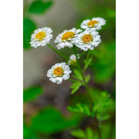 White Feverfew Black Modern Wood Framed Art Print with Double Matting by Engelbrecht, Lisa S.