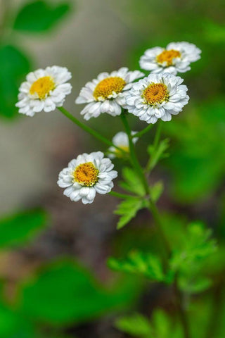 White Feverfew Black Ornate Wood Framed Art Print with Double Matting by Engelbrecht, Lisa S.