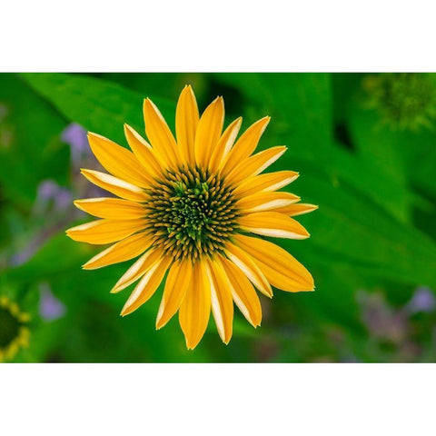 Yellow Coneflower Black Modern Wood Framed Art Print by Engelbrecht, Lisa S.
