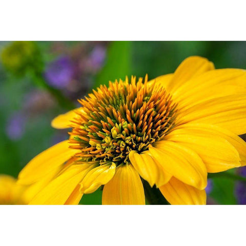 Yellow Coneflower Black Modern Wood Framed Art Print by Engelbrecht, Lisa S.
