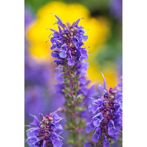 Purple Hyssop Black Modern Wood Framed Art Print by Engelbrecht, Lisa S.
