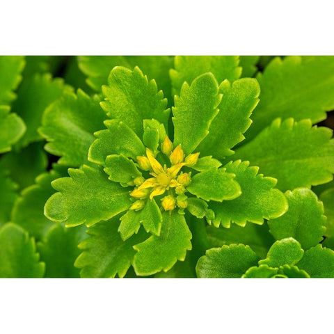 Flowering Stonecrop White Modern Wood Framed Art Print by Engelbrecht, Lisa S.