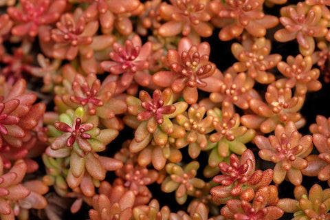 Redberry-Sedum White Modern Wood Framed Art Print with Double Matting by Engelbrecht, Lisa S.