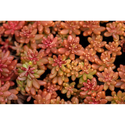 Redberry-Sedum Black Modern Wood Framed Art Print by Engelbrecht, Lisa S.